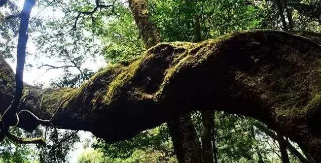 最全长春麻将规则详解，一看就懂，新手也能快速上手