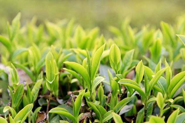 中老年玩象棋游戏，休闲养生两不误，越玩越精神